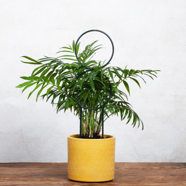 Podpora Okrągła x2 dla Pnączy i Krzewów: Idealna do Kwiatów Pnących - Kapaga