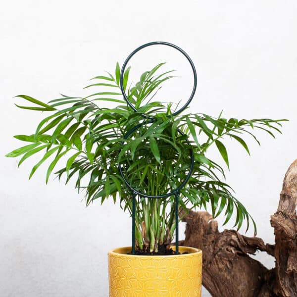 Podpora Okrągła x2 dla Pnączy i Krzewów: Idealna do Kwiatów Pnących - Kapaga