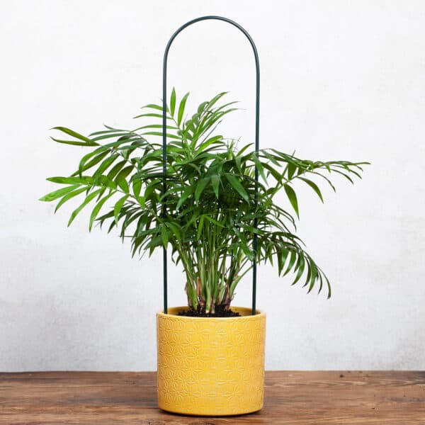 Elipsowa Podpora dla Pnączy i Krzewów - Wsparcie Roślin - Kapaga