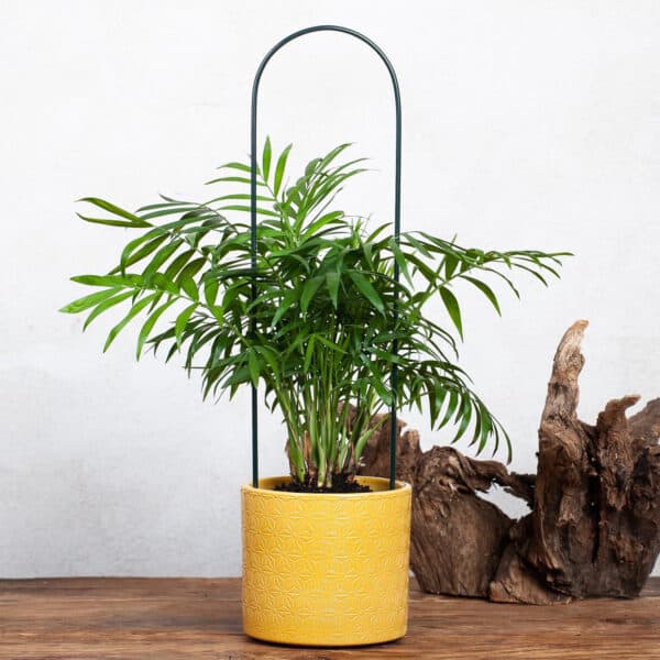 Elipsowa Podpora dla Pnączy i Krzewów - Wsparcie Roślin - Kapaga