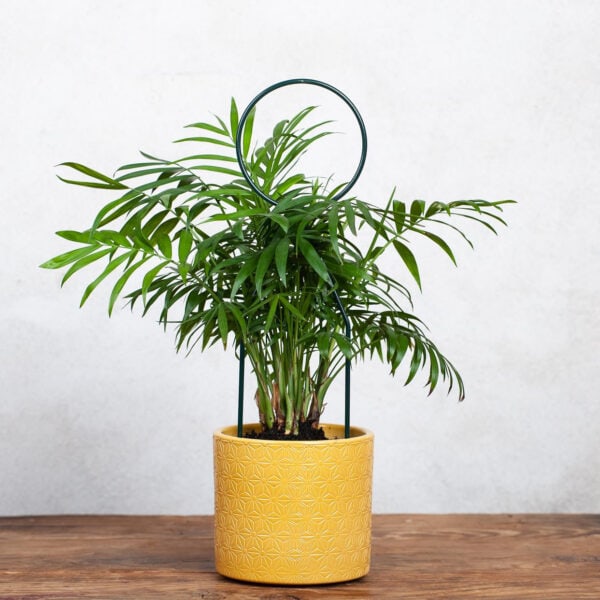 Okrągła Podpora dla Pnączy i Krzewów - Idealna dla Kwiatów Pnących - Kapaga